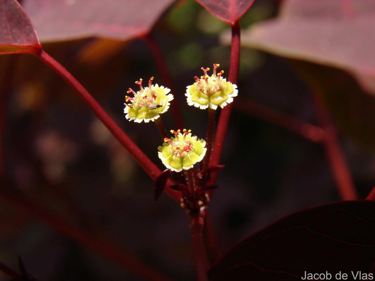 Euphorbia cotinifolia L.